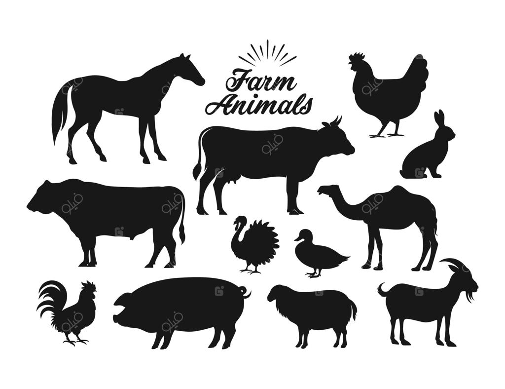 حیوانات مزرعه: اسب، گاو، گوساله، گوسفند، خوک، خروس، مرغ، ماکیان، غاز، خرگوش، بوقلمون، بز، شتر، اردک بر روی زمینه سفید.