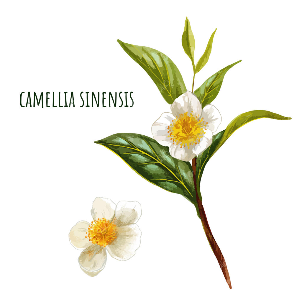 کاملیا سیننسیس، شاخه چای سبز با گل‌ها