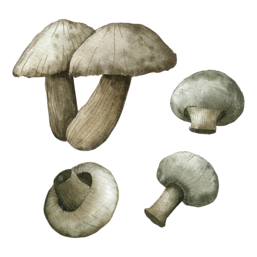 مجموعه قارچ با تکنیک نقاشی دستی در آبرنگ
