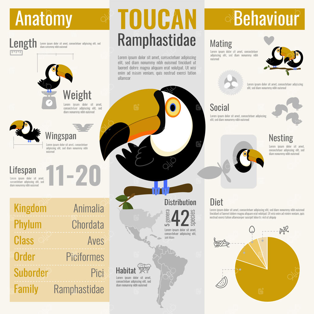 اینفوگرافیک توکان