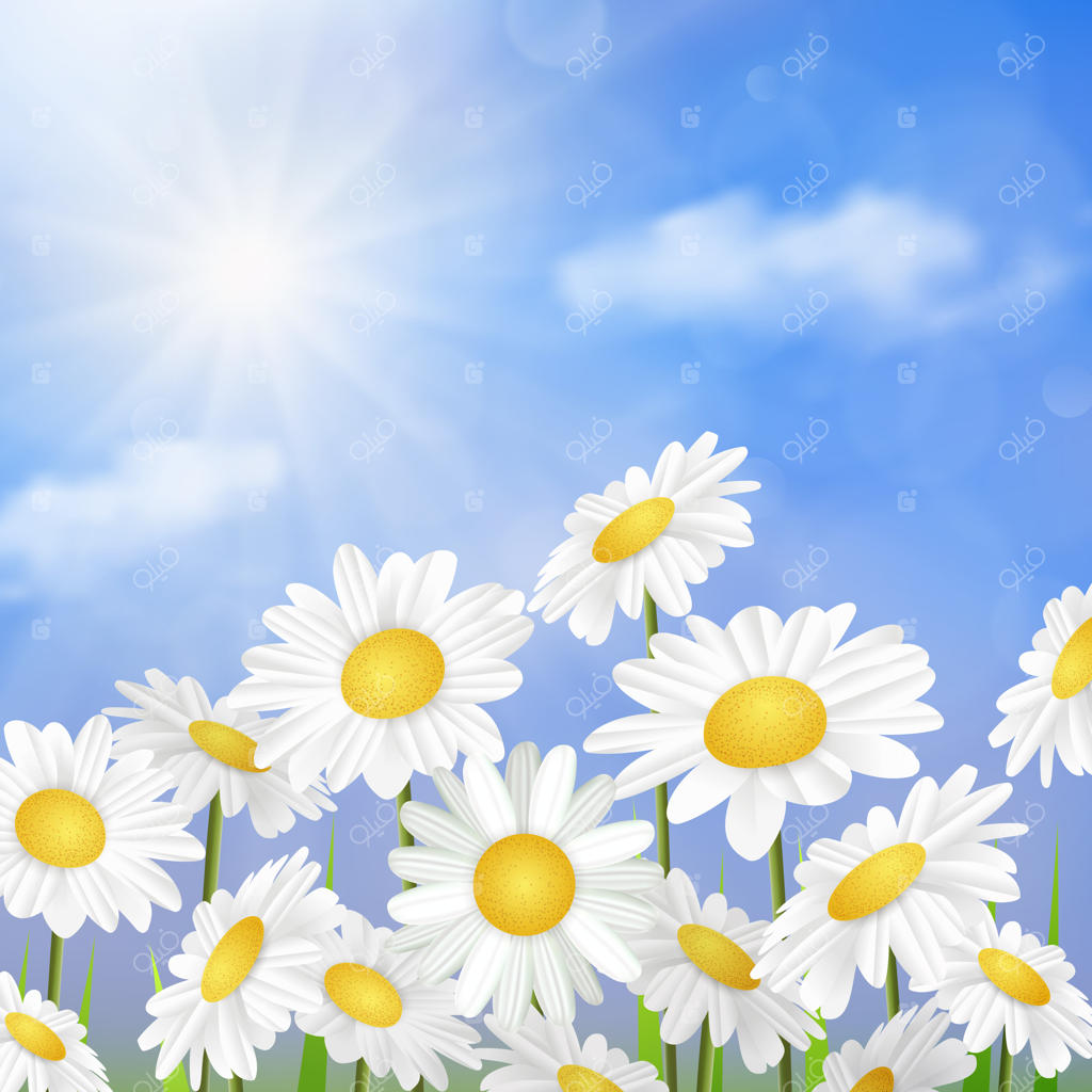 گل‌های بابونه سفید