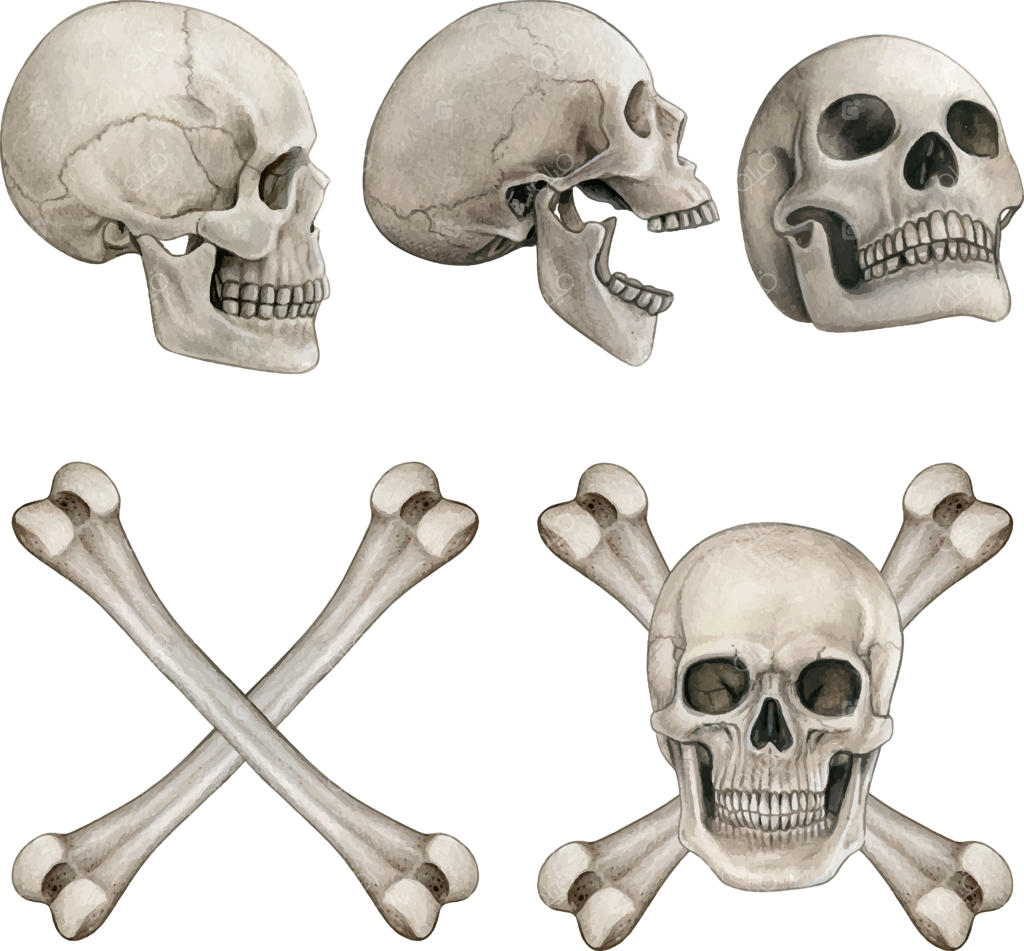 نقاشی آبرنگی واقع‌گرایانه استخوان‌های انسان