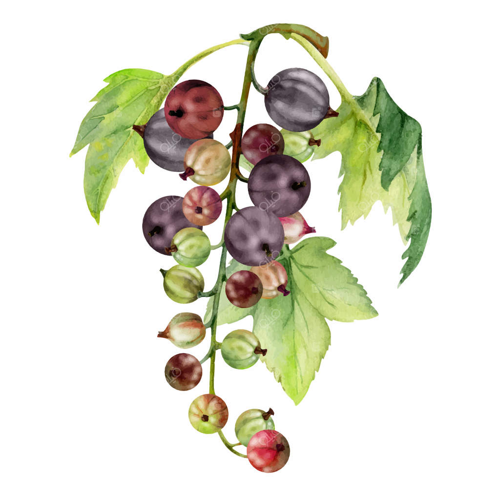 تصویر انحصاری گیاه‌شناسی: دسته‌ای از انگور فرنگی سیاه و انگور فرنگی در شاخه‌ای با برگ‌ها، توت‌های رسیده در باغ. نقاشی آبرنگ. کتاب آشپزی خانگی، فروشگاه مواد غذایی.