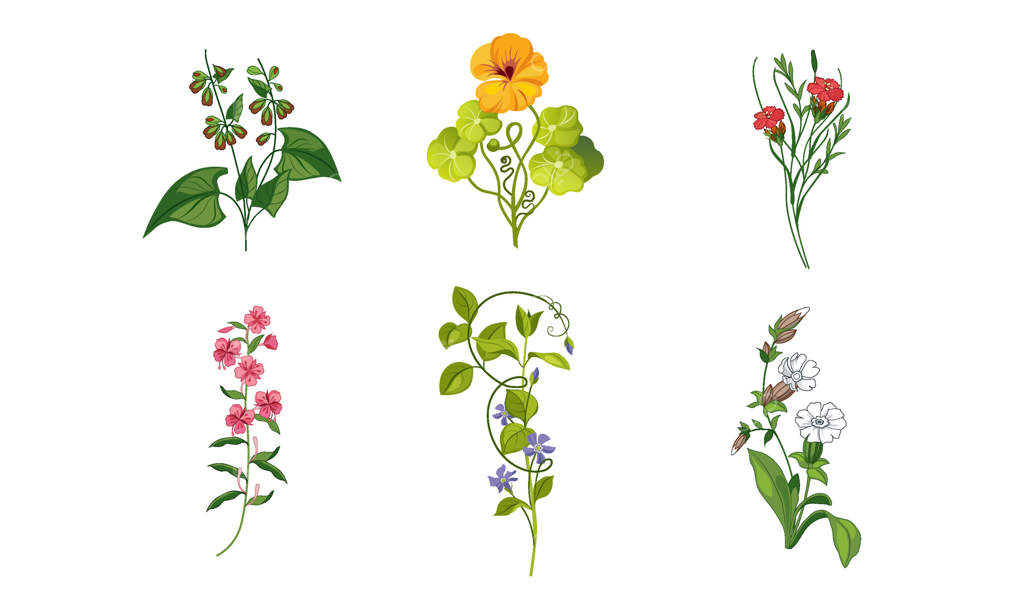 مجموعه‌ای از گل‌های شکوفا در باغ، تصویرسازی عناصر تزئینی طبیعی گل‌ها