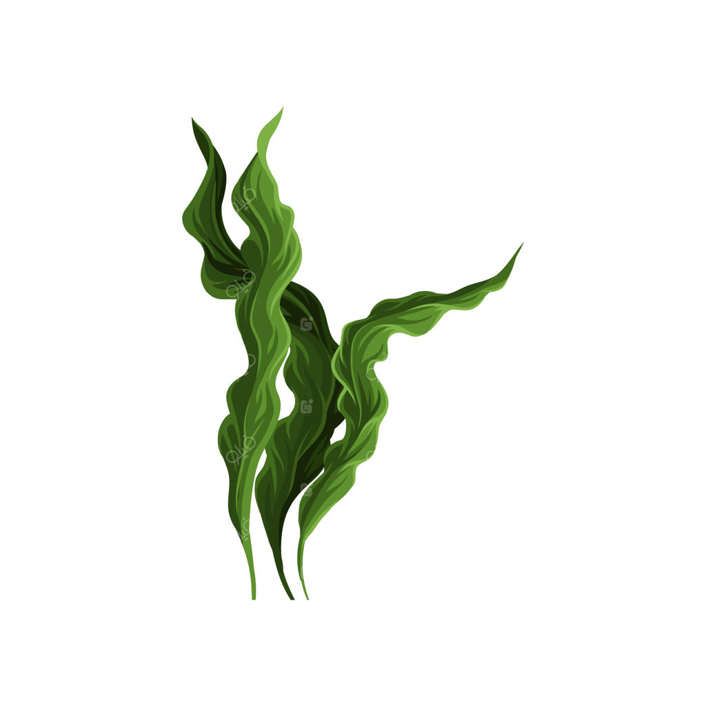 تصویرسازی وکتور جلبک دریایی و گیاه آبزی اسپیرولینا با پس‌زمینه سفید