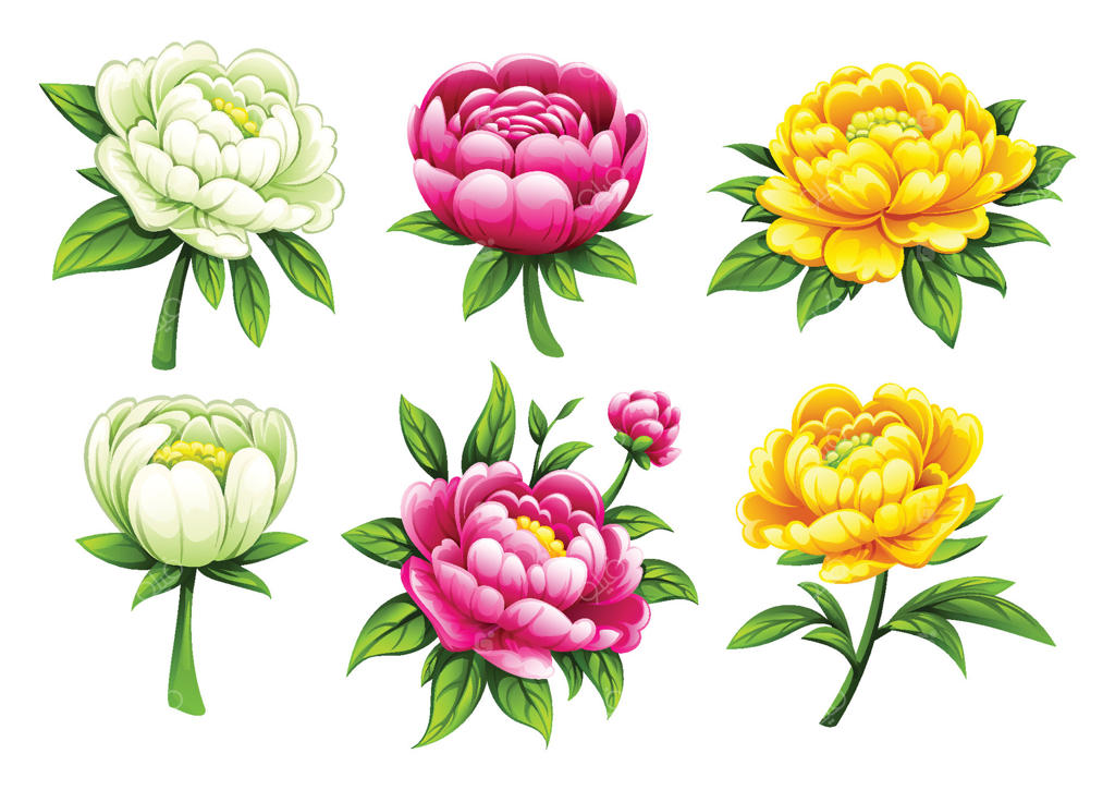 انواع گل‌های صدتومانی با رنگ‌های مختلف. تصویرسازی کارتونی