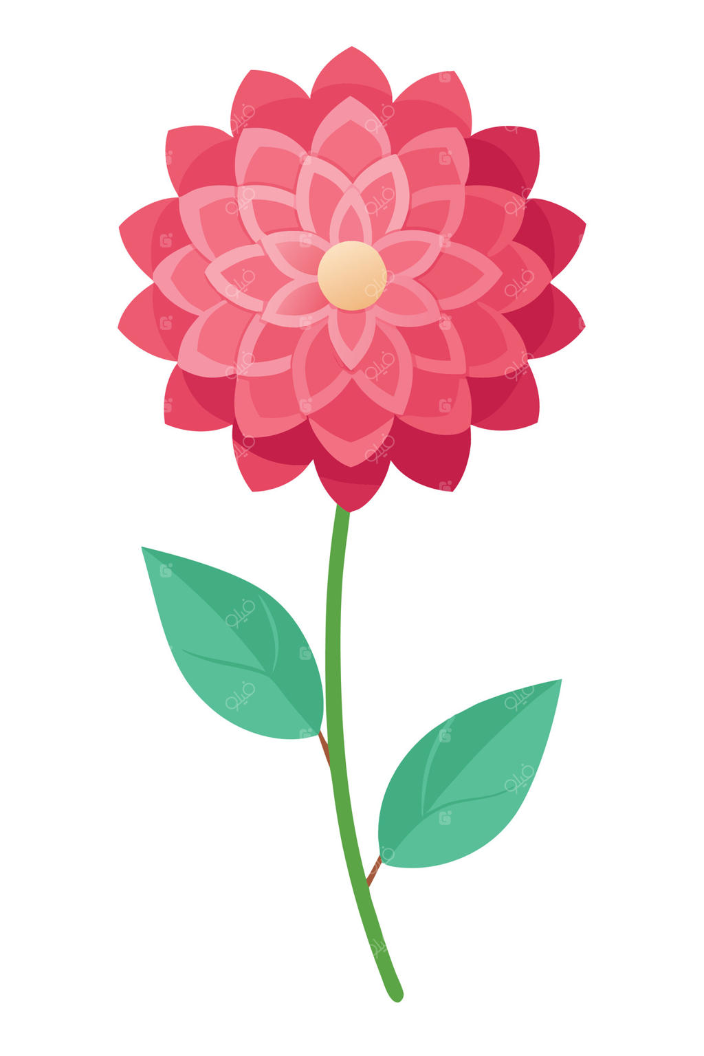 گل کوکب صورتی، شکوفه، ساقه، برگ‌ها، گل‌ها، گیاه‌شناسی، طبیعت، باغ، طراحی، تصویر سازی