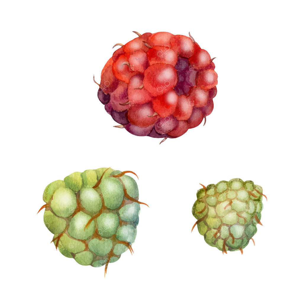 تمشک و میوه‌ خاس روناس‌دار رسیده به‌صورت دست‌کشی در آبرنگ، توت‌باغی، بلک‌بری، بلوبری، توت‌فرنگی، و توت‌زمینی. تصویرسازی گیاهی مجزا. خوار و بار وگان تازه، مربا و شربت، باغبانی سبز و پایدار.