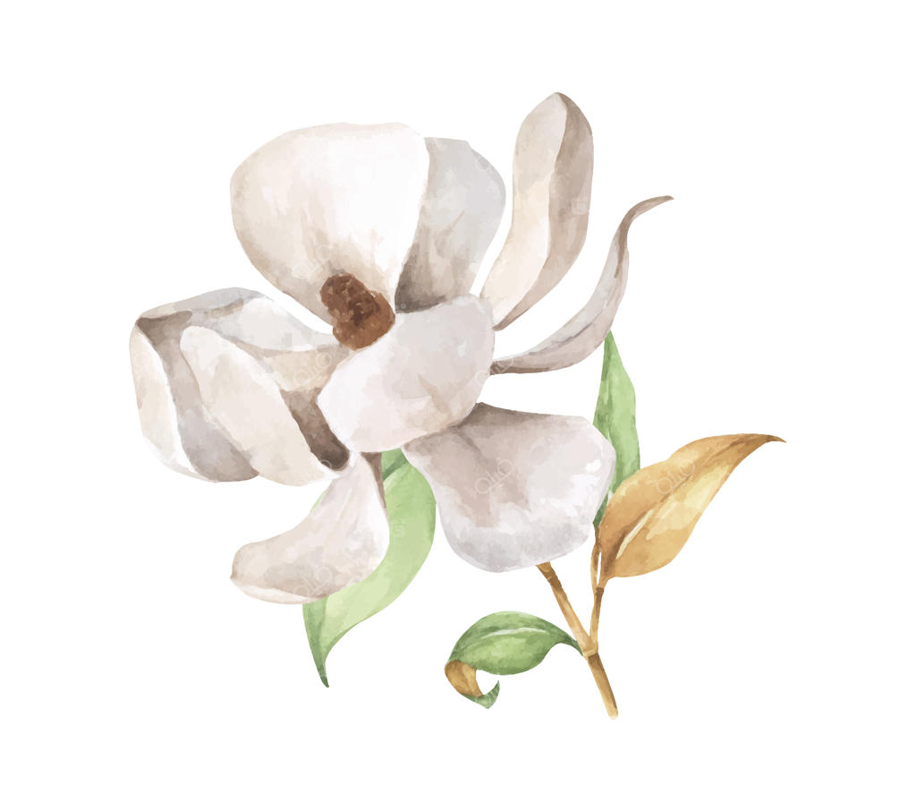 شاخه ماگنولیا با برگ‌ها و گل سفید. تصویرسازی آبرنگی.