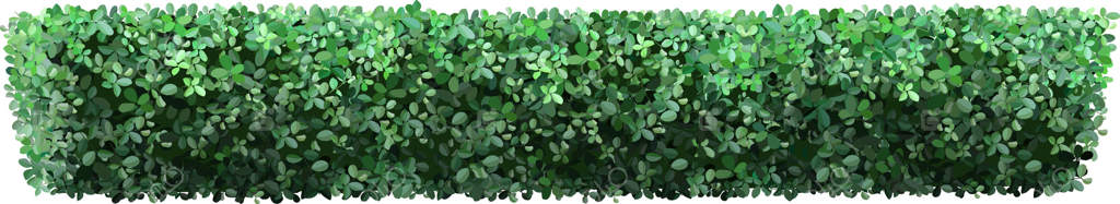 حصار سبز و پرپشت: ایجاد حریمی طبیعی برای افزایش آرامش و زیبایی در هر باغ یا منظره با برگ‌های سرزنده و شاخ و برگ انبوه