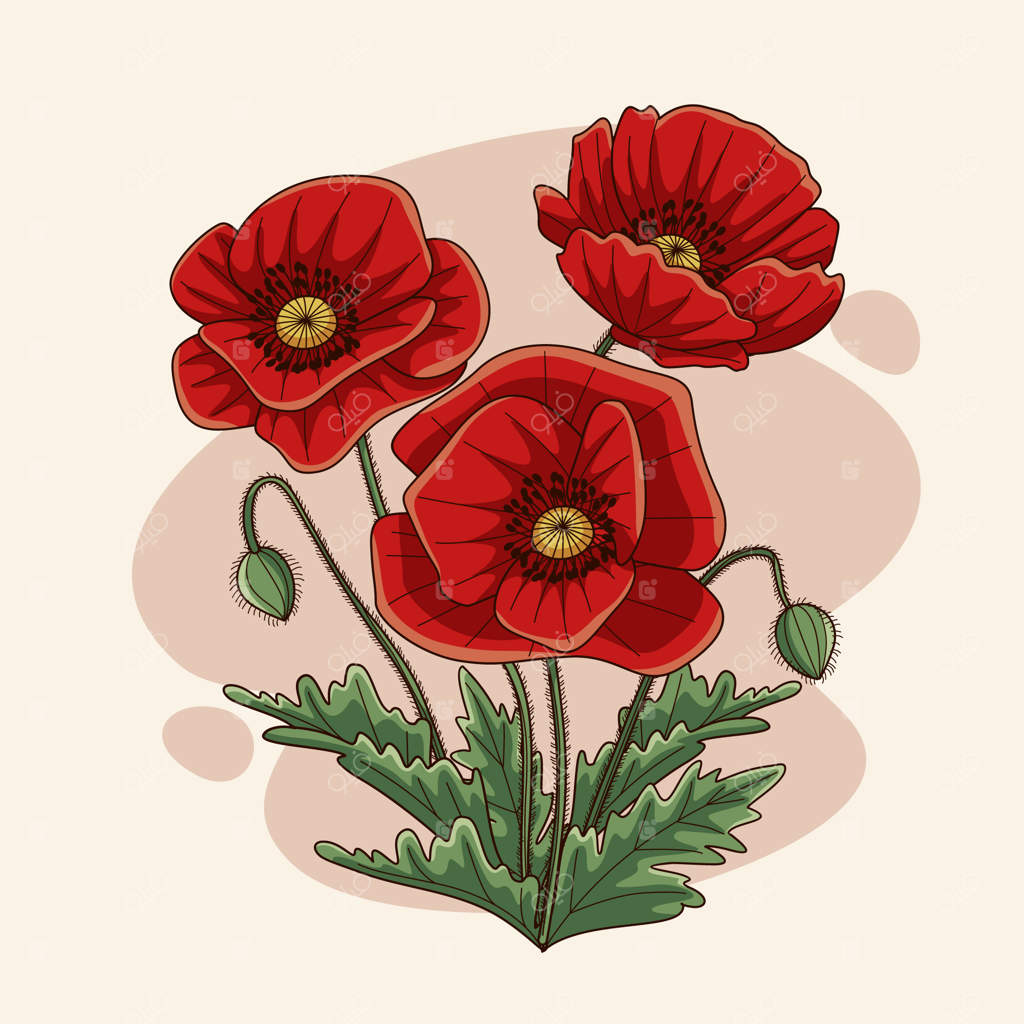 تصویرسازی دستی گل شقایق