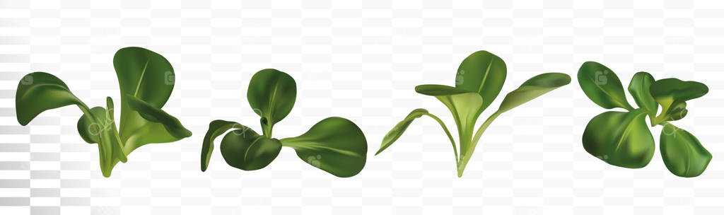 سالاد تازه و سبز ماش سه‌بعدی واقع‌گرایانه.