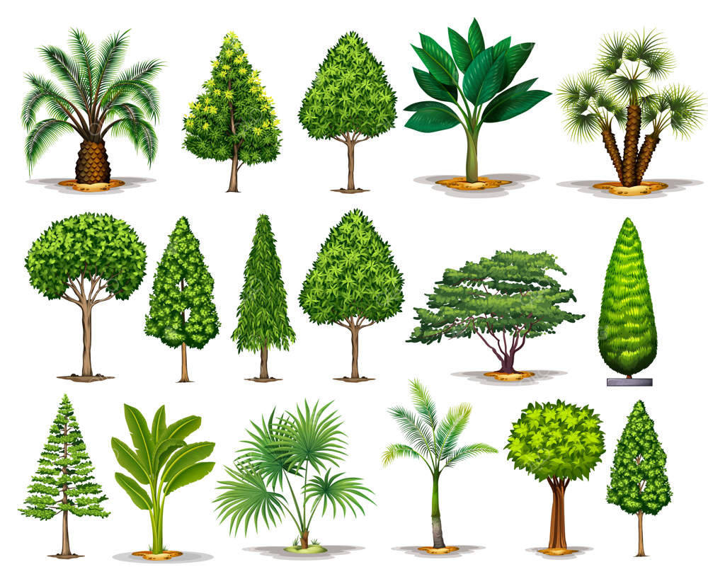 تصویرسازی انواع مختلف درختان سبز