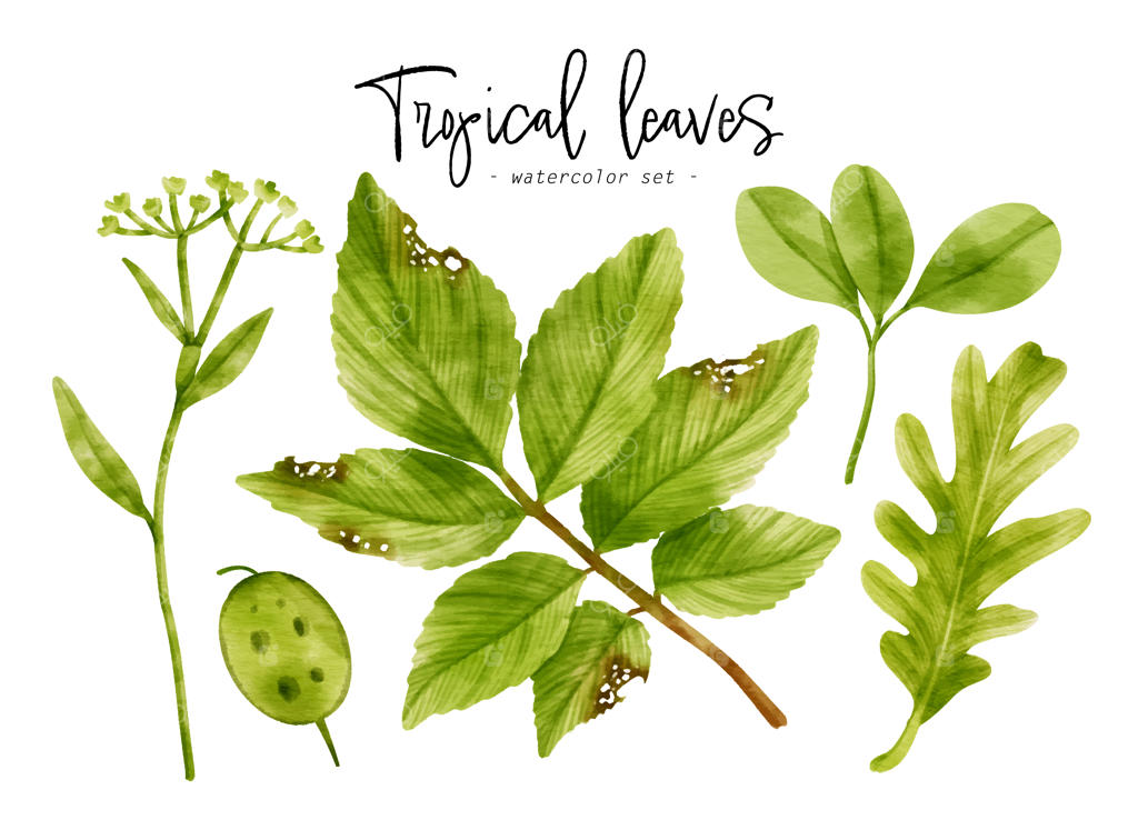 تصویرسازی آبرنگی برگ‌های سبز استوایی برای عنصر تزئینی