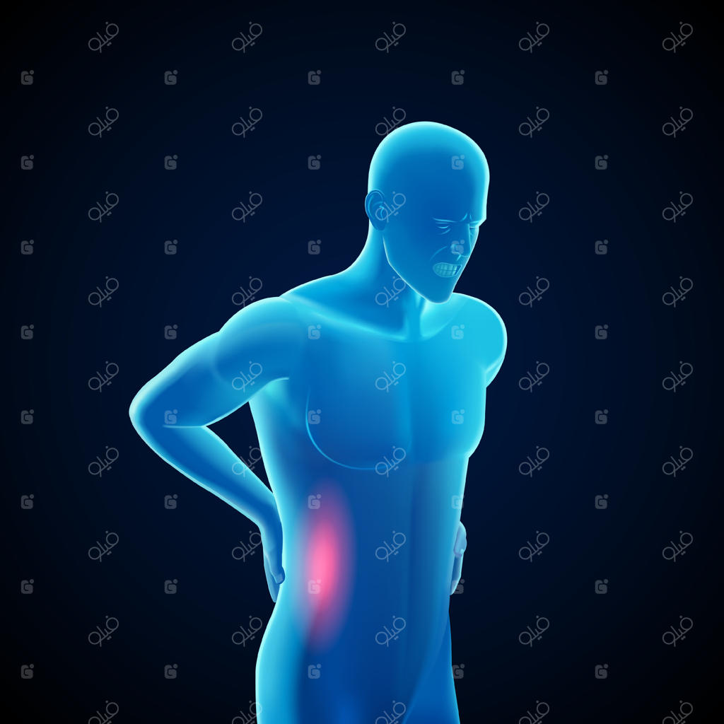 درک کمردرد با استفاده از مدل‌های آناتومی بدن انسان - وکتور حرفه‌ای