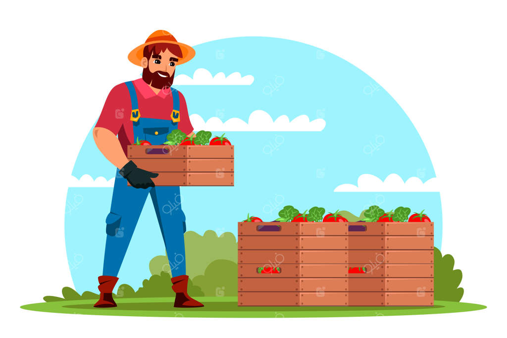 کشاورز در حال جمع‌آوری سبزیجات تازه و ارگانیک در جعبه چوبی برای فروش در بازار مواد غذایی ارگانیک خیابانی