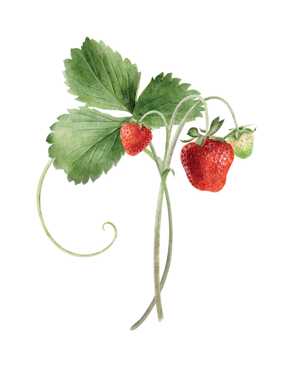 شاخه توت‌فرنگی با میوه‌ها، برگ‌ها، و دانه‌ها. تصویر آبرنگی از توت‌های قرمز و سبز بر روی ساقه و برگ‌ها. گیاه تابستانی برای بسته‌بندی، لوازم آرایشی، کارت، کشاورزی، پوستر
