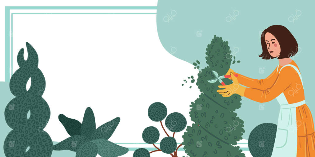 هرس درختان سوزنی در باغ توسط یک زن.