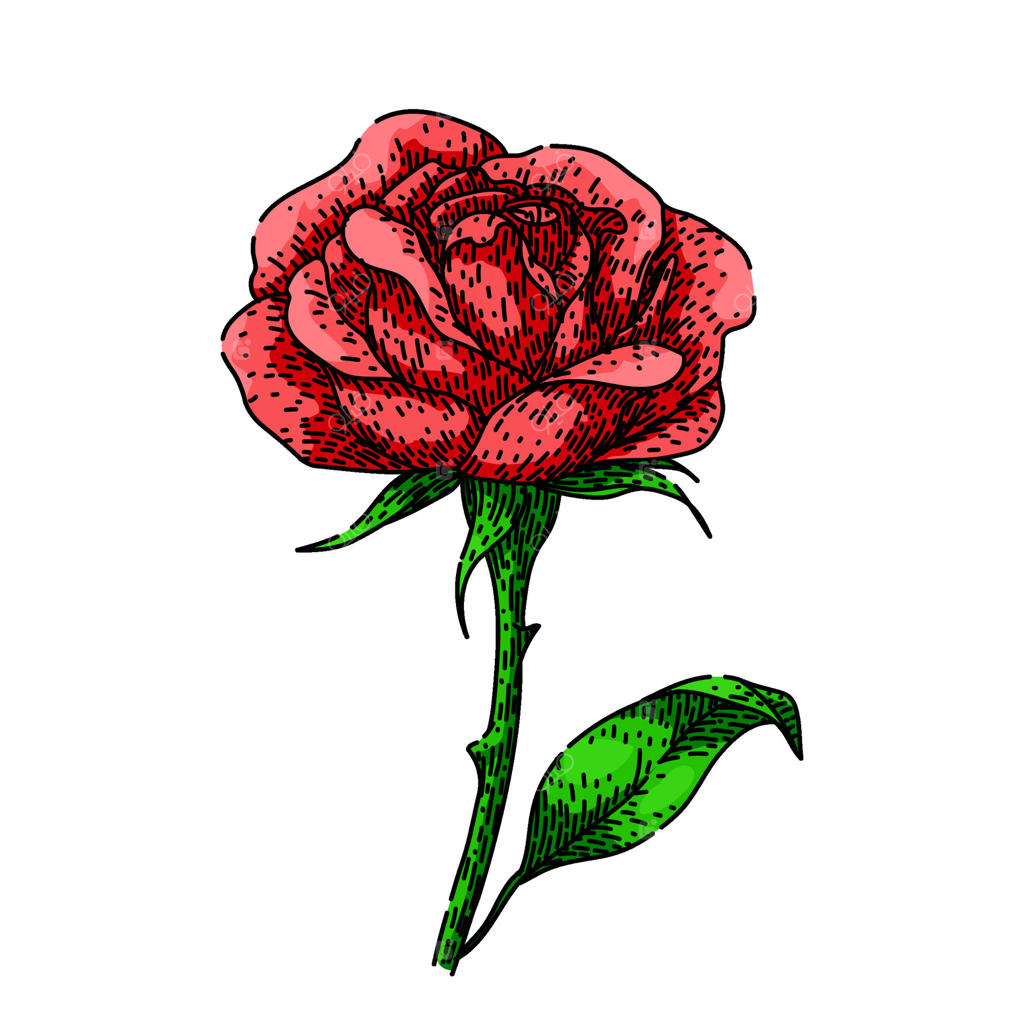 طرح دستی گل رز باغچه‌ای