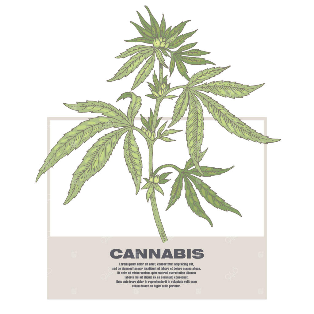 تصویری از گیاهان دارویی: کانابیس.