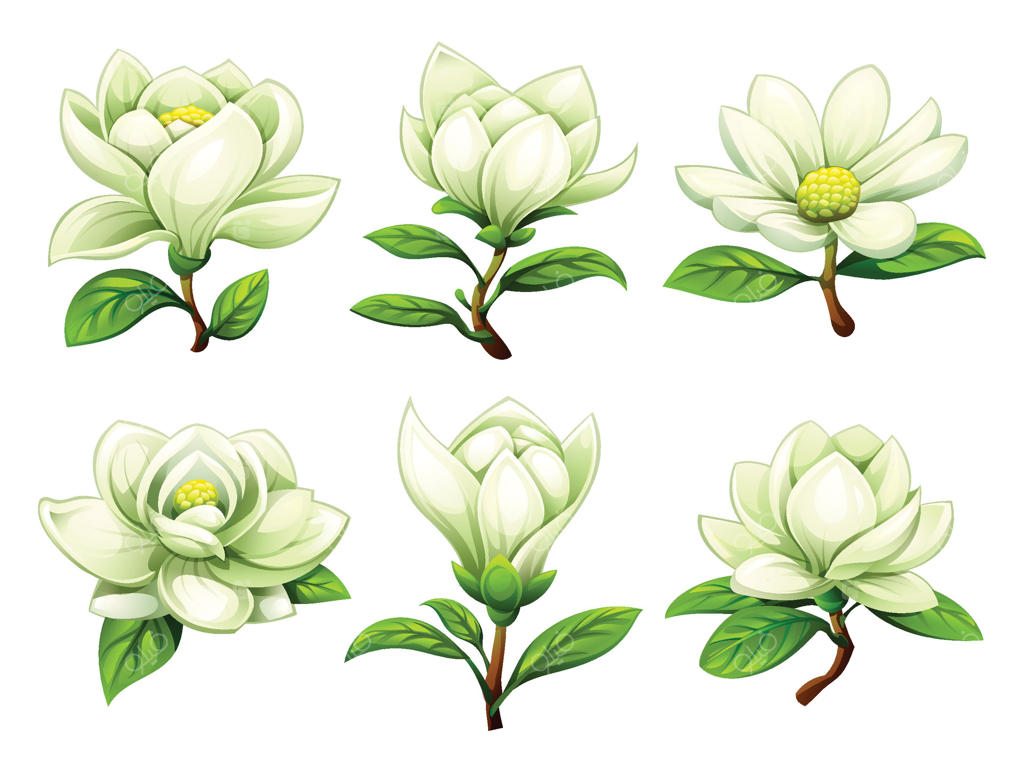 طرح کارتونی گل‌های ماگنولیا سفید در مراحل مختلف شکوفه‌دهی