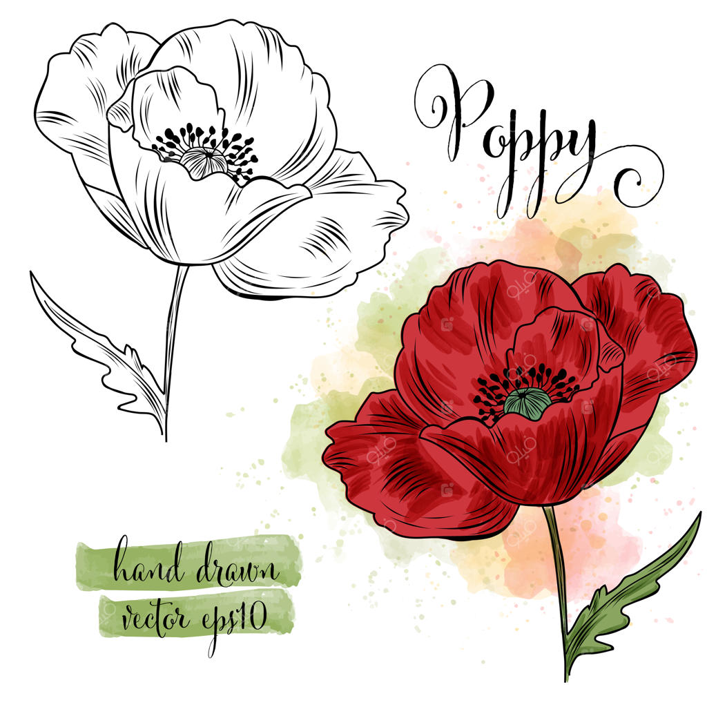 نقاشی آبرنگ گیاه‌شناسی گل شقایق