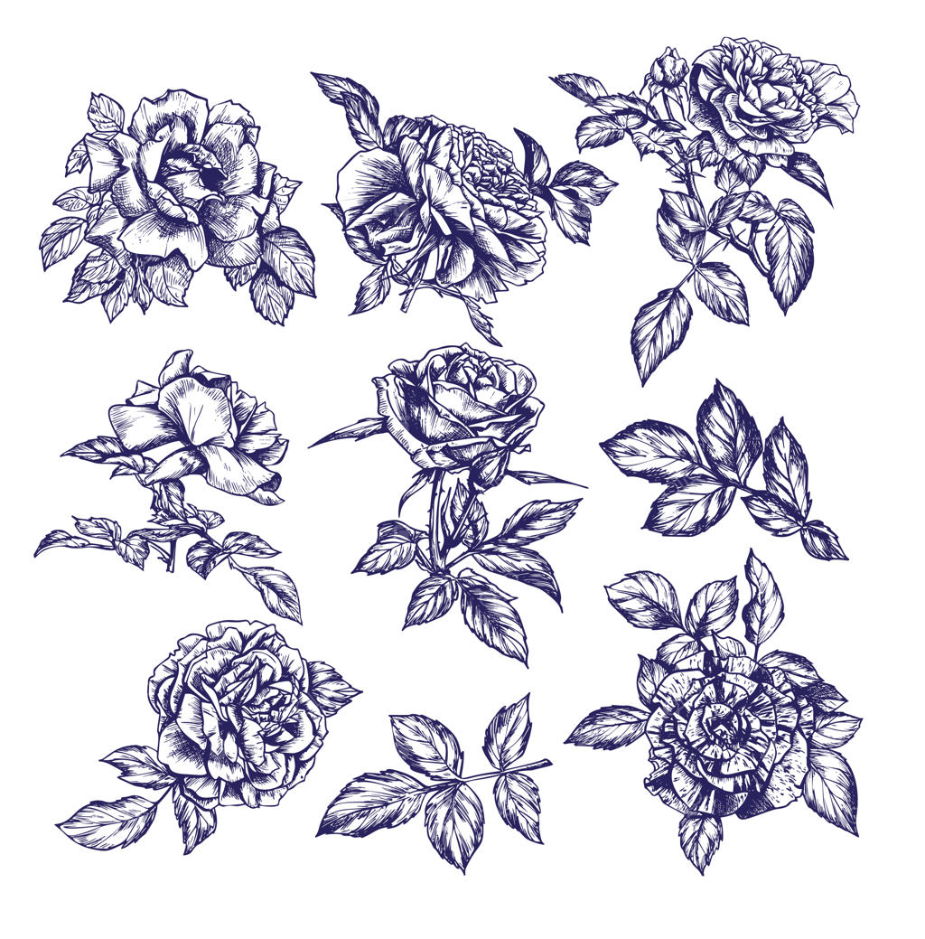 مجموعه حکاکی قدیمی گل‌های رز و برگ‌ها به صورت دستی طراحی شده