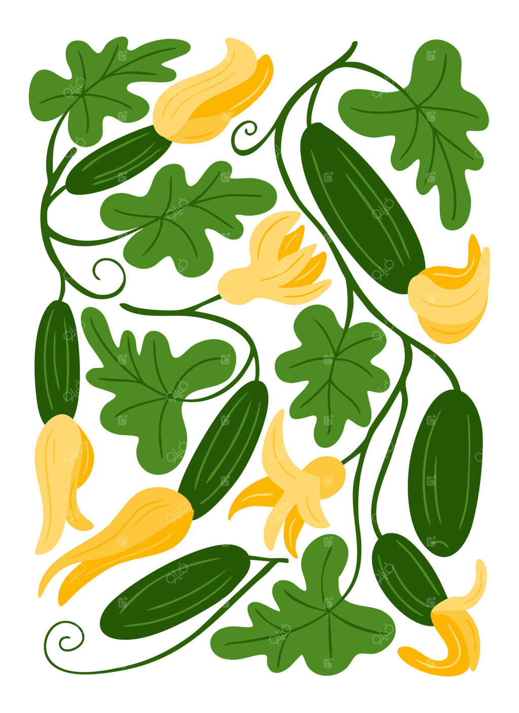 گیاه کدو سبز با برگ‌های سبز، شکوفه‌های زرد و میوه‌ها بر روی زمینه سفید. مفهوم کشاورزی ارگانیک، برداشت محصول و تولیدات فصلی باغ