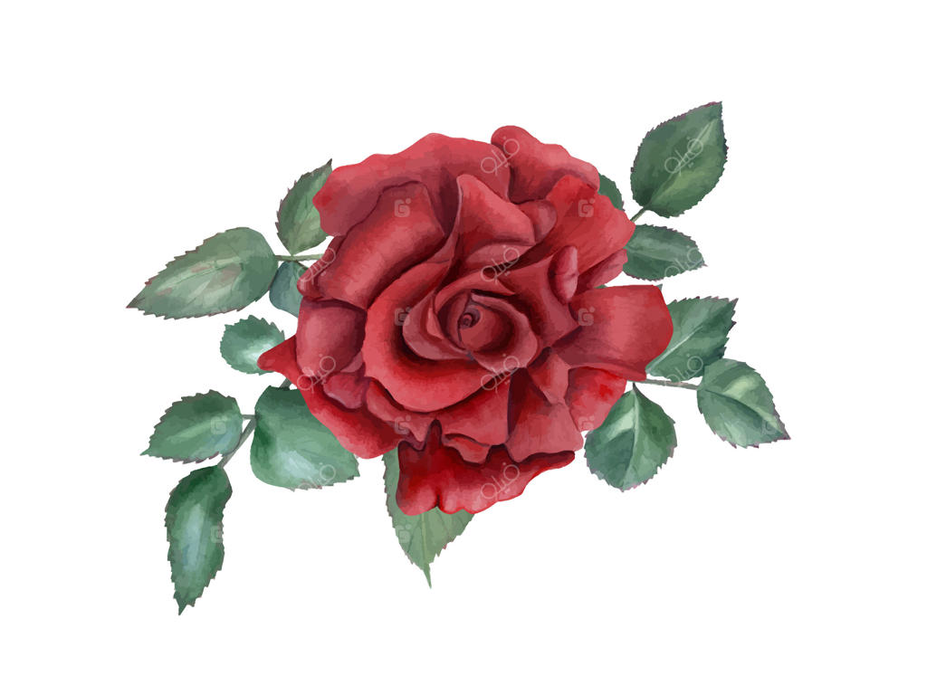 چاپ آبرنگی گل رز قرمز در باغ طبیعی. ترکیب گل و برگ سبز در سبک واقع‌گرایانه. طراحی دسته‌گل یا کاغذ دیواری برای کارت‌های روز ولنتاین و روز مادر، لوازم التحریر