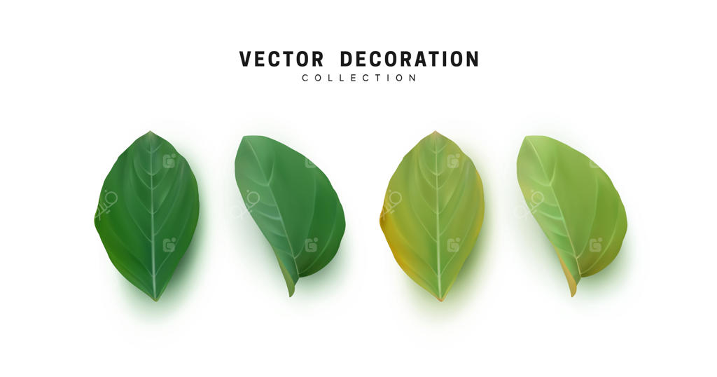 مجموعه‌ای از برگ‌ها و شاخ و برگ‌های سبز واقع‌گرایانه، جدا شده در پس‌زمینه سفید. تصویر وکتور