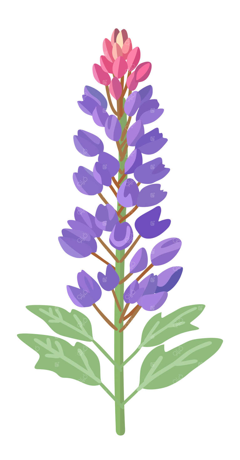 گل لوپین، گل باغچه. تصویر جدا شده