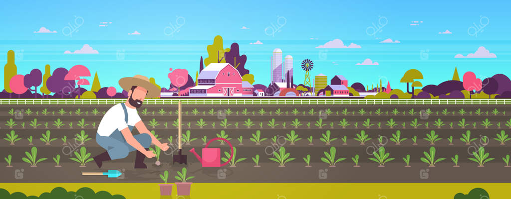 کشاورز مرد در حال کاشت نهال‌های گیاهان سبزیجات - کارگر کشاورزی در حال کار در باغ - مفهوم کشاورزی ارگانیک در مزرعه‌ای در دل طبیعت