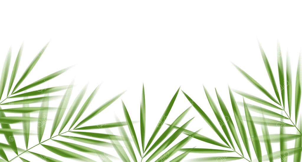 برگ‌های نارگیل روی پس‌زمینه سفید با مسیر برش برای عنصر طراحی برگ‌های استوایی وکتور