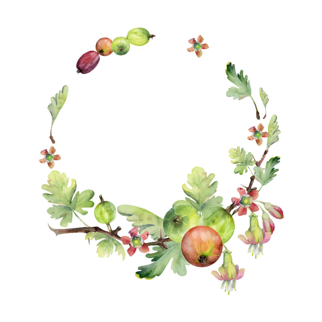 برگ‌ها، جوانه‌های گل و شاخه‌های خاردار انگور فرنگی، حلقه آبرنگی. میوه‌های رسیده باغچه: قزل آلا و انگور فرنگی سیاه. تصویرسازی گیاهی بریده شده. کتاب آشپزی خانگی، گلفرشکده