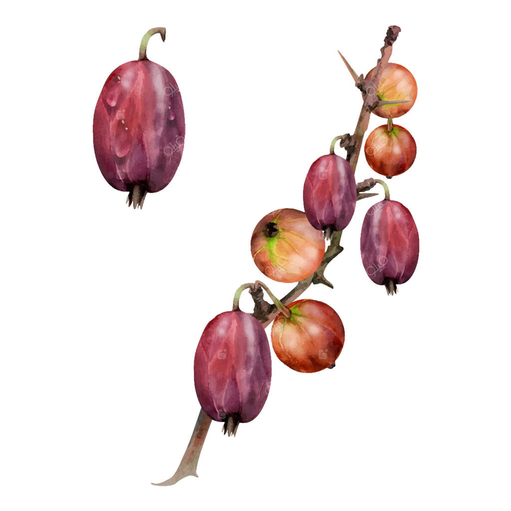 انگور فرنگی و برگ قرمز آویخته بر شاخه‌های تیغ‌دار، محصول باغی و رسیده: توت خرس، جابلین ووترکالر. تصویرسازی گیاهی مجزا. ذخیره‌سازی خانگی، کتاب آشپزی، لوازم‌التحریر فروشگاه مواد غذایی.