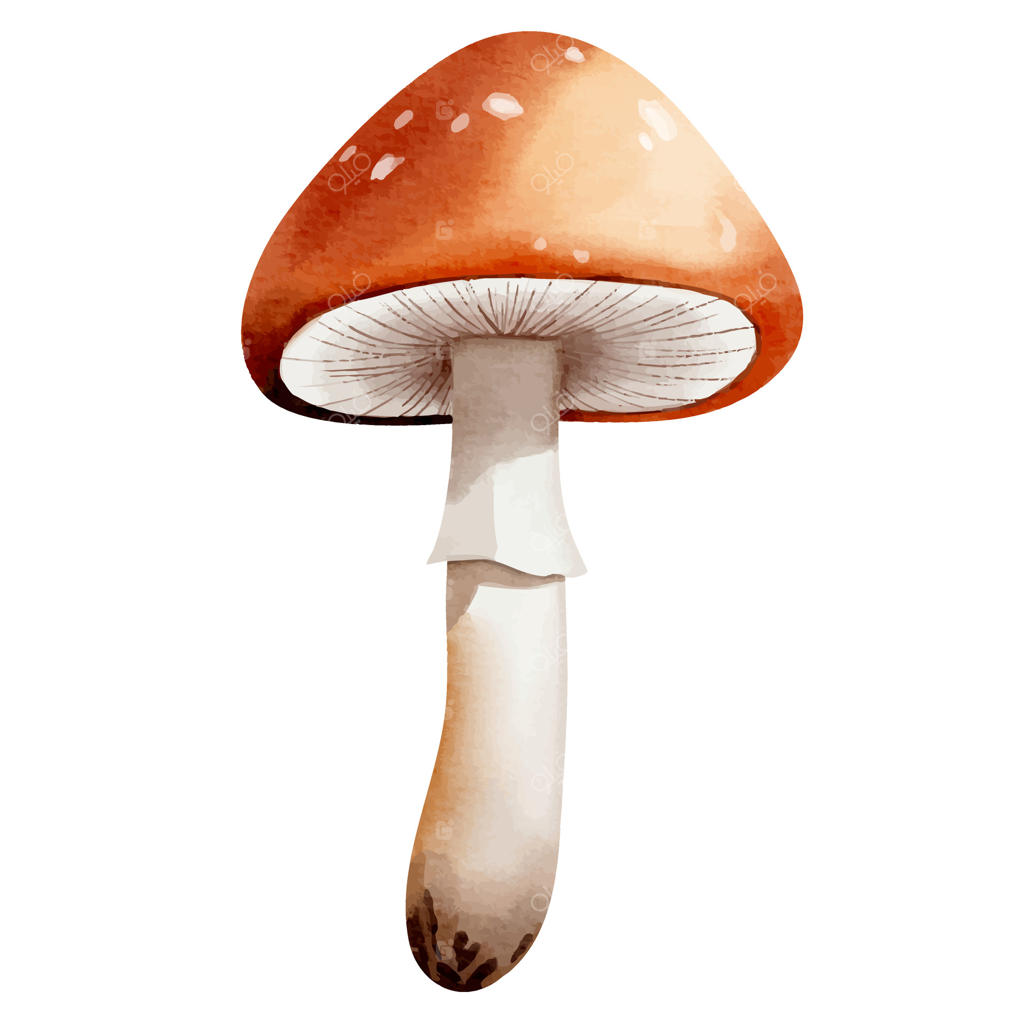 قارچ جنگلی با آبرنگ: نقاشی دستی پاییزی برای طراحی طبیعت در فصل پاییز