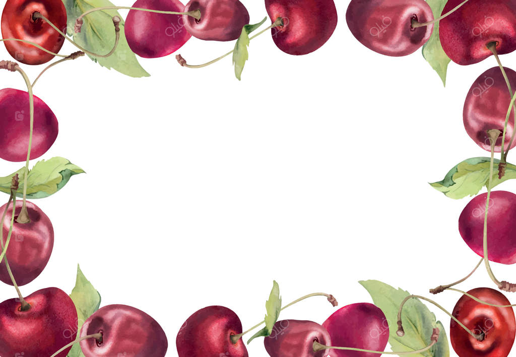 آلبالوی قرمز ترش و شیرین با برگ‌های سبز، نقاشی دستی با آبرنگ، خوشه‌های توت باغی بر روی شاخه‌ها. قاب حاشیه‌ای برای رستوران، منوی کافه، مراسم عروسی، و بازار کشاورزان.