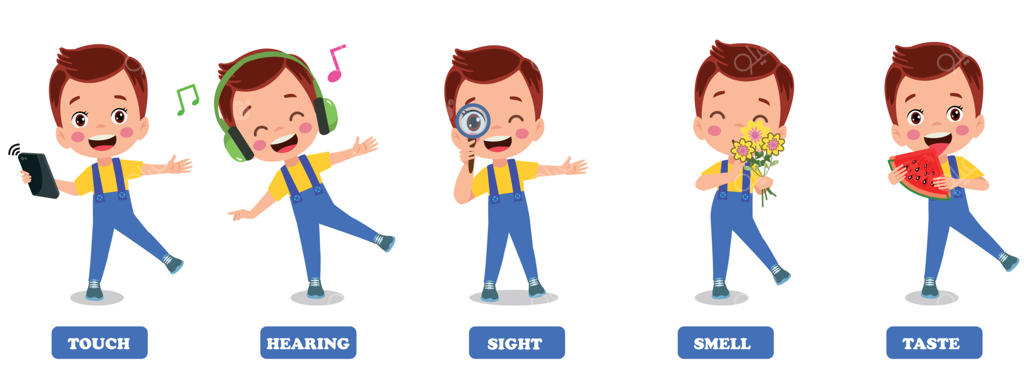 مفهوم پنج حس با اندام‌های انسانی