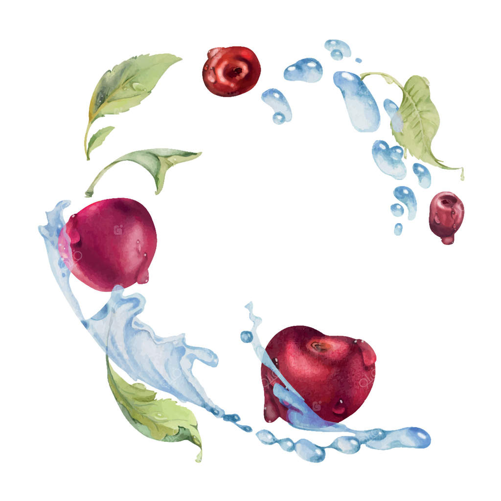 آلبالوهای ترش و شیرین بر فراز قطرات آب، نقاشی شده با آبرنگ، میوه‌ی باغی سرخ و برگ‌ها. ترکیب‌بندی ایزوله. منوی رستوران و کافه، بازار کشاورزان، عروسی.