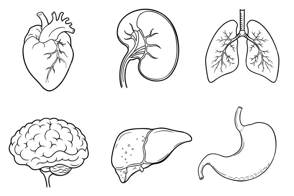مجموعه‌ای از آیکون‌های جداگانه با سبک کارتونی از اندام‌های داخلی بدن انسان