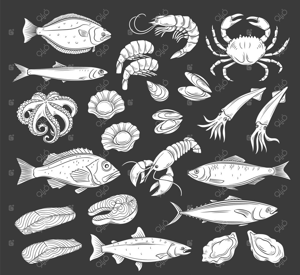 مجموعه آیکون‌های غذاهای دریایی سفید در زمینه مشکی؛ طرح‌های تک‌رنگ شاه‌ماهی، ماهی مرکب، هشت‌پا، سالمون، پهن‌ماهی و انواع صدف. تصویرسازی وکتور و حکاکی‌شده لابستر، ماهی سرخ، خرچنگ، ماهی تن و صدف‌های دریایی.