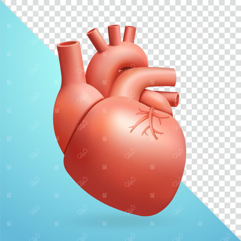 قلب انسان، عناصر سه‌بعدی