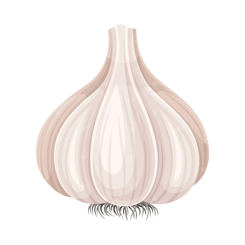 تصویر نزدیکی از سیر رسیده: غذای خام سالم و محصول باغی