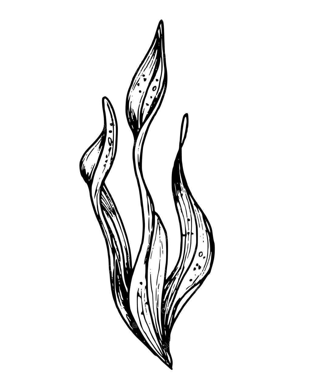 تصویرسازی وکتور و طراحی دستی جلبک دریایی با سبک خطی و جوهر سیاه؛ طرح حکاکی لامیناریا در پس‌زمینه سفید مناسب برای محصولات آرایشی