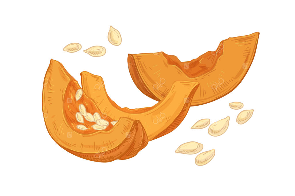 ترکیب پاییزی تکه‌های خام کدو تنبل تازه با دانه‌های پراکنده. قطعات بریده شده سبزی نارنجی فصل پاییز به سبک قدیمی. تصویرسازی وکتور واقعی و دقیق بر روی زمینه سفید.