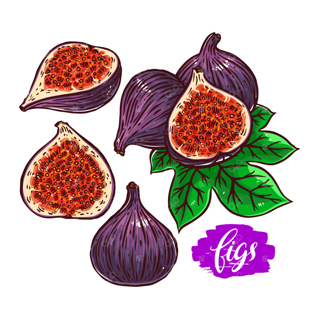 مجموعه‌ای از انجیرهای رنگارنگ و رسیده - تصویر دست‌کشیده