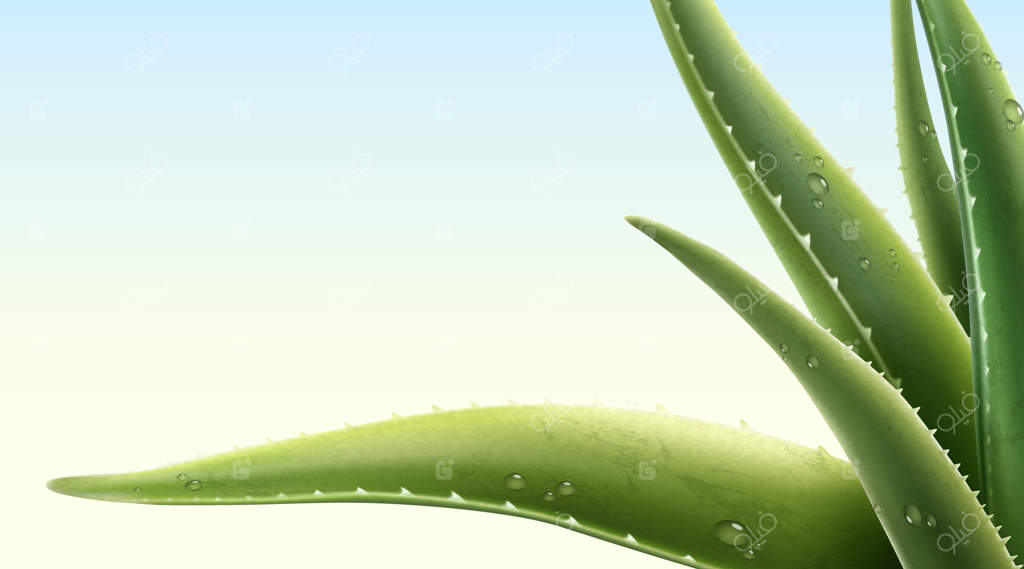 تصویر سه‌بعدی گیاه آلوئه‌ورا با شبنم