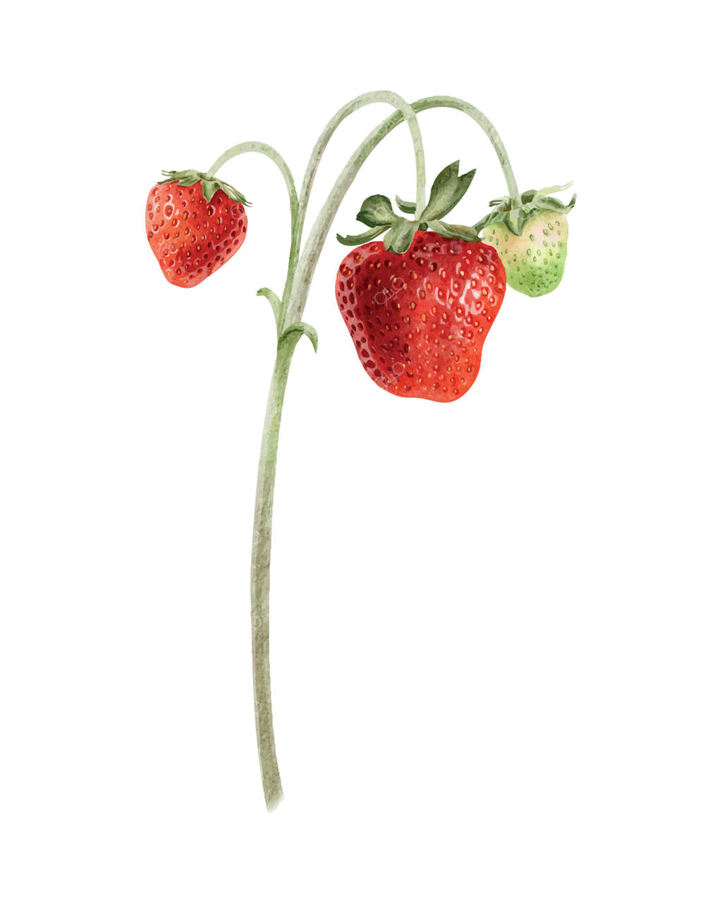 توت‌فرنگی‌های وحشی قرمز و سبز روی شاخه‌ها و ساقه‌ها: تصویرسازی آبرنگی دست‌ساز از گیاه تابستانی. میوه‌های در حال رسیدن برای بسته‌بندی، محصولات آرایشی، کشاورزی و زراعت.