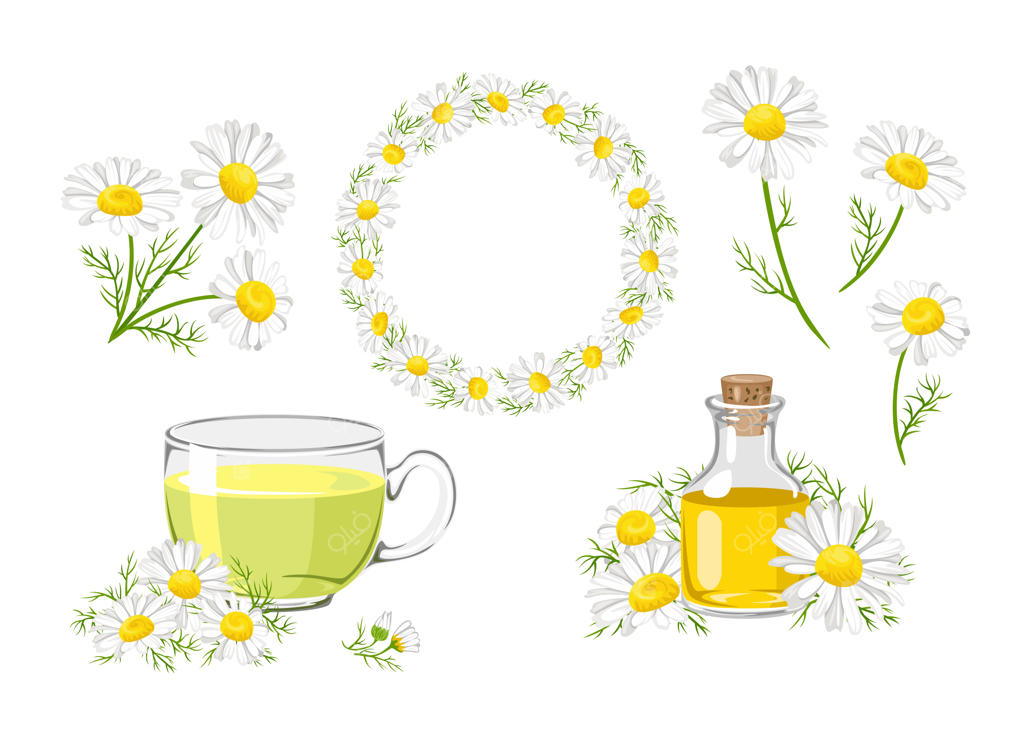 ست گل های بابونه: دسته گل، تاج گل، چای و روغن.