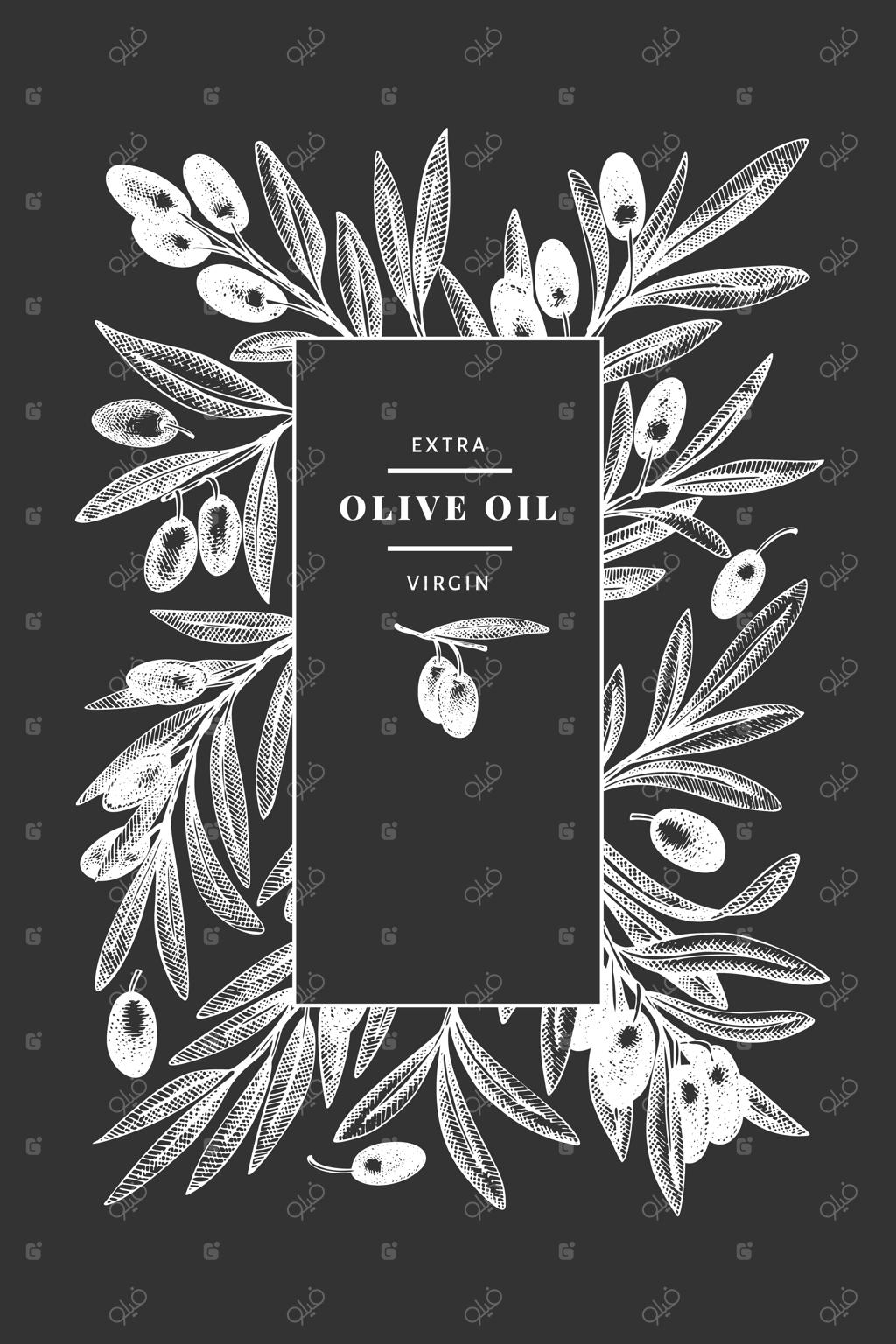 شاخه زیتون: تصویرسازی دستی غذا روی تخته سیاه به سبک حکاکی. نمایش گیاه مدیترانه‌ای به سبک کلاسیک.